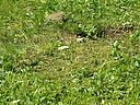 Filename=l_008.jpg
Filesize=238KiB
Dimensions=800x600
Date added=Jul 14, 2011 l_008.jpg