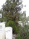 Filename=miler_arie.jpg
Filesize=534KiB
Dimensions=750x1000
Date added=Nov 13, 2017 miler_arie.jpg